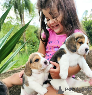Photo №3. We have a litter of outsanding Beagle Puppies. Germany