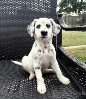 Photo №2 to announcement № 177684 for the sale of dalmatian dog - buy in Germany breeder