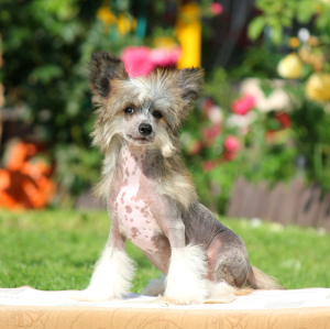 Photo №1. chinese crested dog - for sale in the city of Москва | 550$ | Announcement № 3369