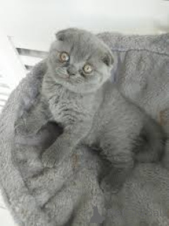Photo №2 to announcement № 165581 for the sale of scottish fold - buy in Belgium private announcement, breeder