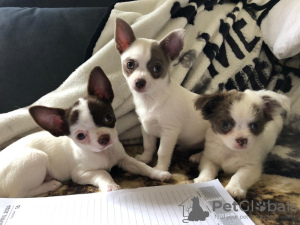 Photo №2 to announcement № 103943 for the sale of chihuahua - buy in United States private announcement