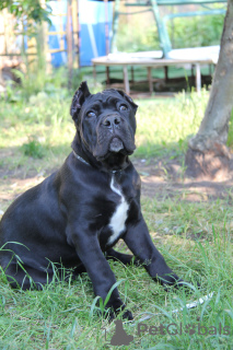 Photo №2 to announcement № 20102 for the sale of cane corso - buy in Belarus private announcement