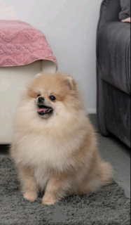 Photo №3. Pomeranian Rüde und Hündin zu verkaufen. Germany