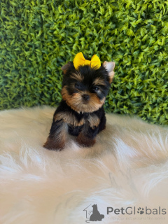 Photo №4. I will sell yorkshire terrier in the city of Prague. breeder - price - negotiated