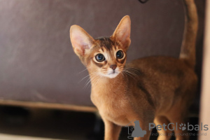 Additional photos: Abyssinian kittens of wild and sorrel color