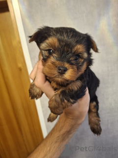 Photo №2 to announcement № 158149 for the sale of beaver yorkshire terrier, yorkshire terrier - buy in Estonia private announcement, from nursery, breeder