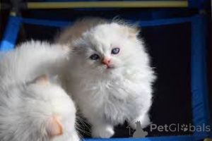 Photo №1. munchkin - for sale in the city of Amsterdam | 516$ | Announcement № 160776