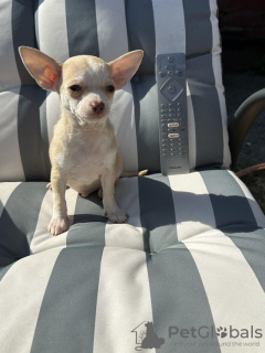 Photo №1. chihuahua - for sale in the city of Florida | 500$ | Announcement № 55155