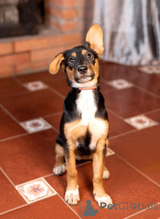 Photo №1. non-pedigree dogs - for sale in the city of Moskova | Is free | Announcement № 169143