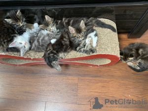 Photo №3. Beautiful Maine Coon kittens for sale. Russian Federation
