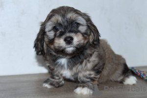 Additional photos: Havanese bichon puppies