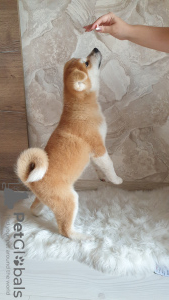 Additional photos: Akita Inu puppy