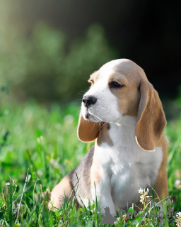 Photo №1. beagle - for sale in the city of Quakenbrück | 423$ | Announcement № 103661