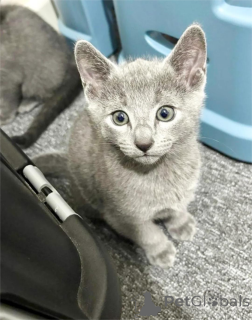 Photo №2 to announcement № 151602 for the sale of russian blue - buy in Denmark 