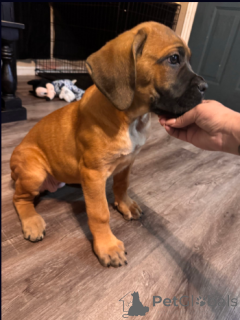 Photo №1. cane corso - for sale in the city of Berlin | 659$ | Announcement № 138449
