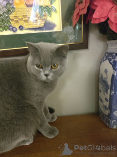 Photo №3. Stunning Chunky British blue female & Male Kittens. United Kingdom