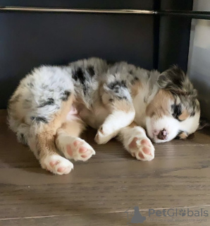 Photo №1. australian shepherd - for sale in the city of Seydisfjordur | negotiated | Announcement № 116773