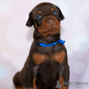Photo №3. Doberman puppies for sale. Netherlands