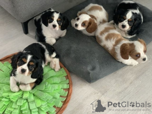 Photo №3. Cavalier King Charles Spaniel. Germany