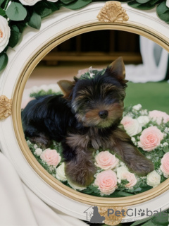 Photo №1. yorkshire terrier - for sale in the city of St. Petersburg | negotiated | Announcement № 94981