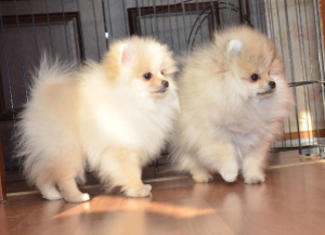Photo №2 to announcement № 1430 for the sale of pomeranian - buy in Russian Federation from nursery