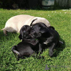 Photo №1. pug - for sale in the city of Warsaw | negotiated | Announcement № 163075