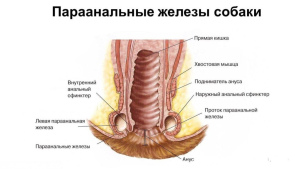 Photo №3. Removal of secretion of anal glands in dogs in Russian Federation