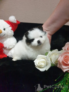Photo №1. pomeranian - for sale in the city of Monaco | negotiated | Announcement № 167142