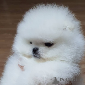 Photo №1. pomeranian - for sale in the city of Dejret | 370$ | Announcement № 125492