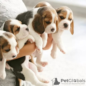 Photo №1. non-pedigree dogs - for sale in the city of Berlin | negotiated | Announcement № 118796