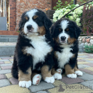 Photo №1. bernese mountain dog - for sale in the city of Аугсбург | 459$ | Announcement № 83106