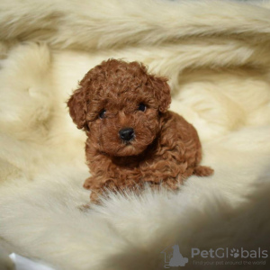 Photo №2 to announcement № 98429 for the sale of poodle (toy) - buy in Germany private announcement, breeder