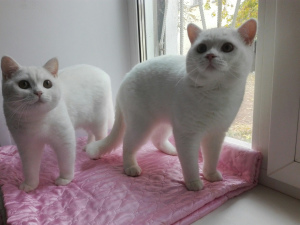 Photo №4. I will sell british shorthair in the city of Chelyabinsk. breeder - price - 134$
