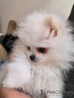 Photo №1. pomeranian - for sale in the city of Rome | negotiated | Announcement № 46383