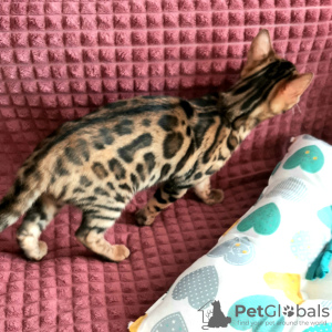 Photo №2 to announcement № 14737 for the sale of bengal cat - buy in Belarus from nursery