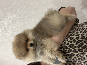 Photo №1. german spitz - for sale in the city of Yekaterinburg | negotiated | Announcement № 41543