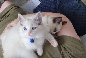 Photo №3. Stunning Ragdoll kittens for welcoming homes. United Kingdom