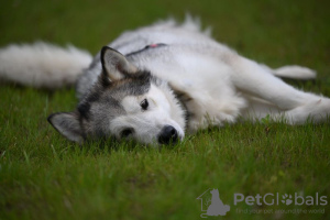 Photo №4. I will sell alaskan malamute in the city of Москва. from the shelter - price - Is free