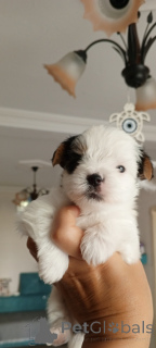 Photo №2 to announcement № 156722 for the sale of beaver yorkshire terrier - buy in Turkey breeder