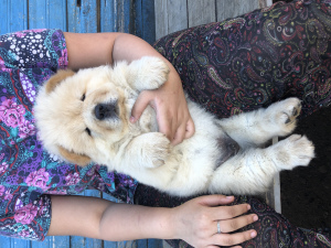 Photo №1. chow chow - for sale in the city of St. Petersburg | negotiated | Announcement № 7136