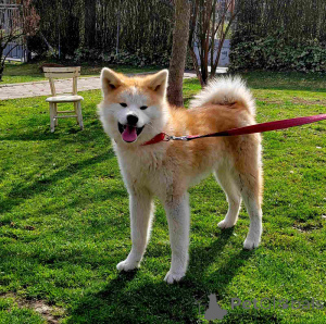 Photo №3. Marija Stamenkovic. Serbia