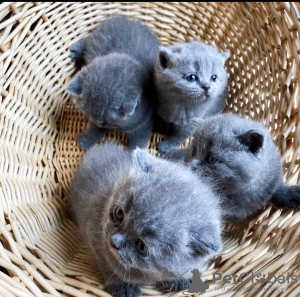 Photo №2 to announcement № 53576 for the sale of scottish fold - buy in Lithuania breeder