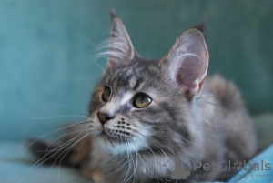 Photo №3. Maine Coon kitten. Russian Federation