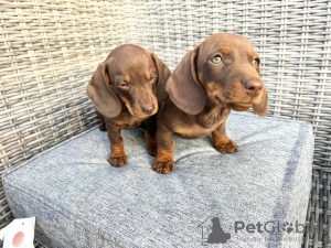 Photo №2 to announcement № 125183 for the sale of dachshund - buy in Germany private announcement