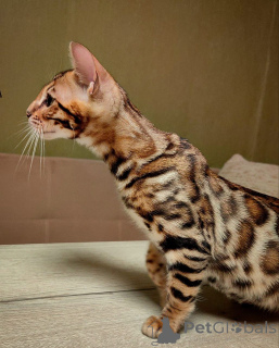 Photo №2 to announcement № 153271 for the sale of bengal cat - buy in Sweden private announcement