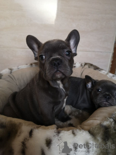 Photo №2 to announcement № 118117 for the sale of french bulldog - buy in Germany private announcement, breeder