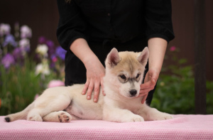 Photo №2 to announcement № 7023 for the sale of siberian husky - buy in Russian Federation breeder