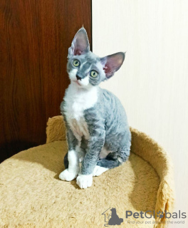 Additional photos: Devon Rex kittens for sale.