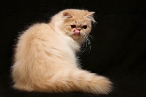 Photo №2 to announcement № 3962 for the sale of persian cat - buy in Russian Federation from nursery