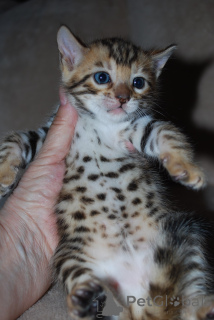 Photo №3. Bengal kittens and cats available. Netherlands